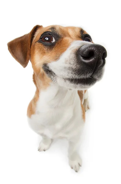 Cão com visão saudável